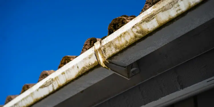 gutter cleaning