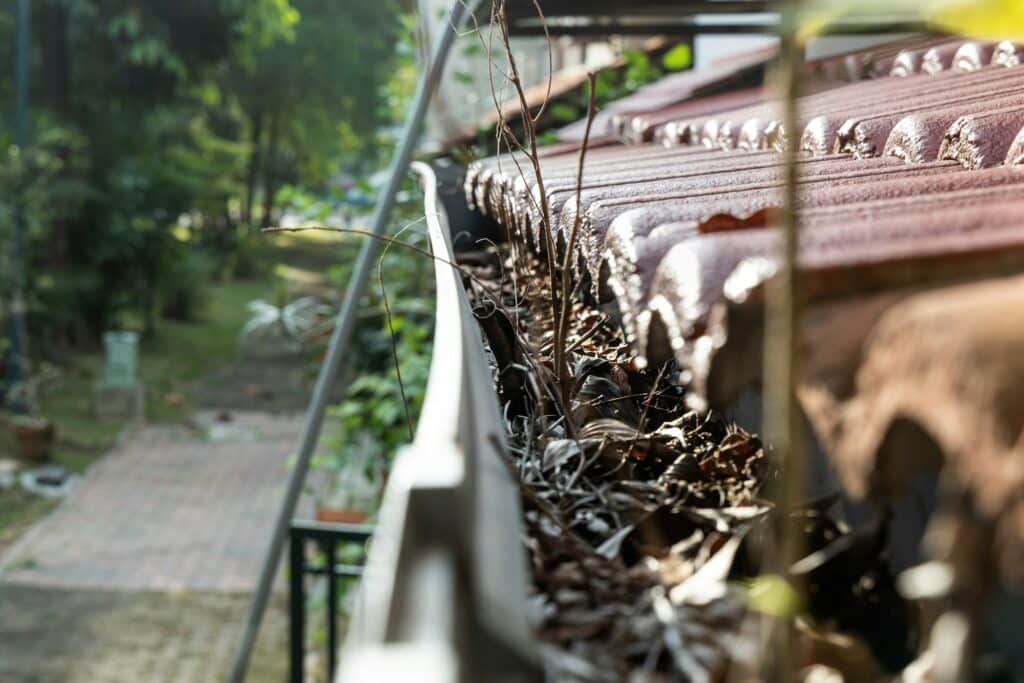 Close-up of clogged roof rain gutter full of dry leaf and plant growing in it, with selective focus